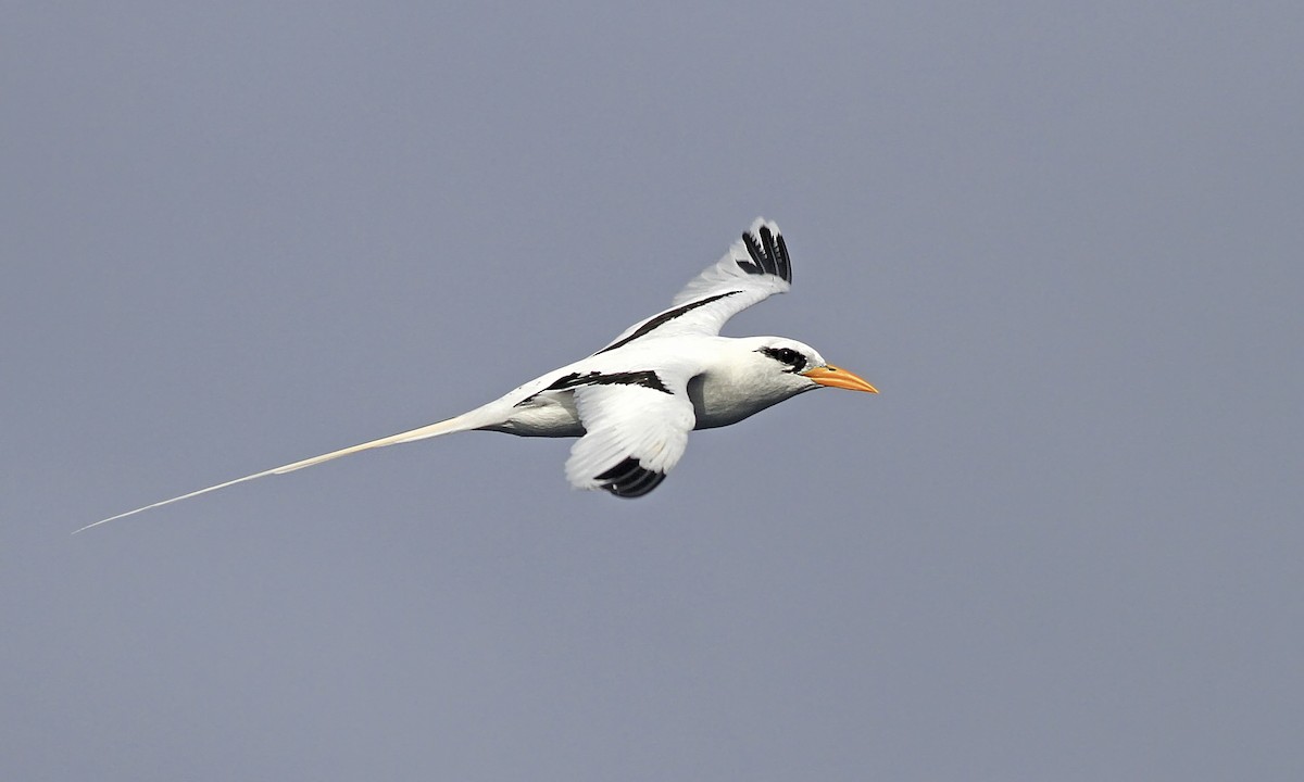 Foraging behavior and at-sea distribution of White-Tailed Tropicbirds in tropical ocean