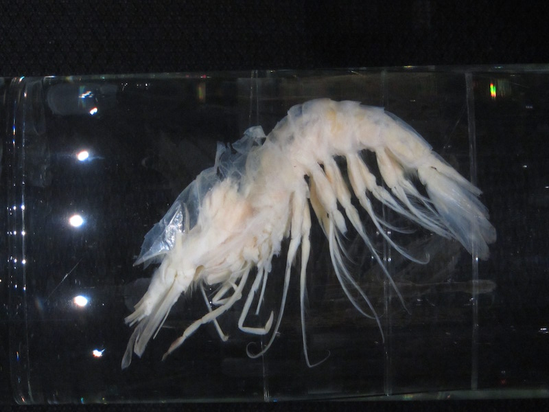 New records of deep-sea prawn of the genus Gennadas Spence Bate, 1881 (Crustacea: Decapoda: Benthesicymidae) from Southwestern Atlantic