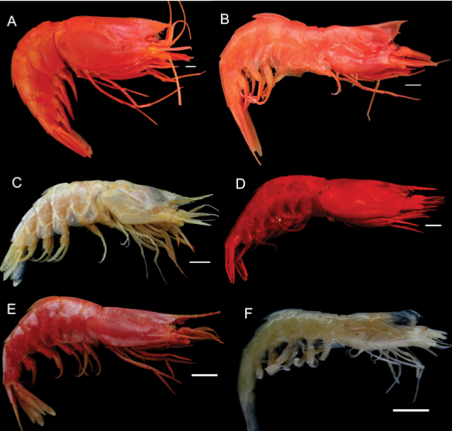 Taxonomy of deep-sea shrimps of the Superfamily Oplophoroidea Dana 1852(Decapoda: Caridea) from Southwestern Atlantic