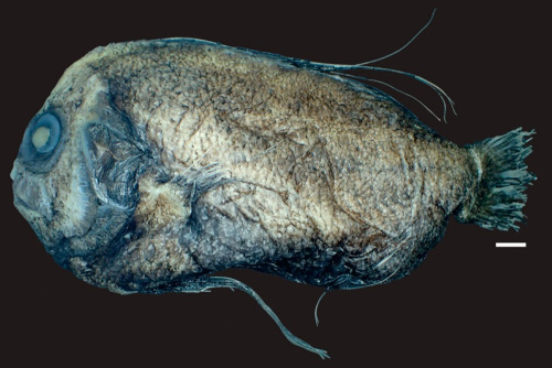 Deep-sea manefishes (Perciformes: Caristiidae) from oceanic islands and seamounts off northeastern Brazil, with comments on the caristiids previously reported in Brazilian waters