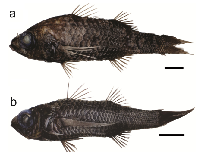Deep-sea oceanic basslets (Perciformes, Howellidae) from Brazil: new records and range extensions