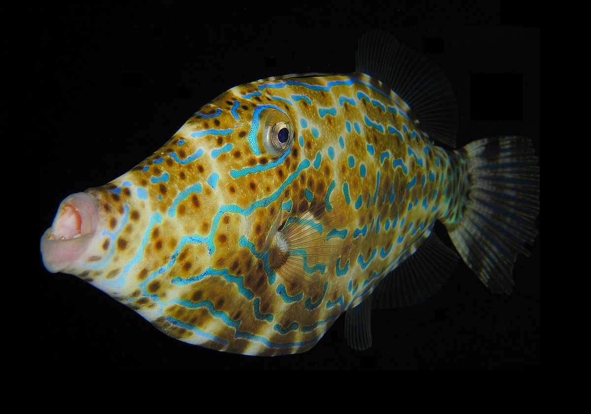 Biodiversity, ecology, fisheries, and use and trade of Tetraodontiformes fishes reveal their socio-ecological significance along the tropical Brazilian continental shelf