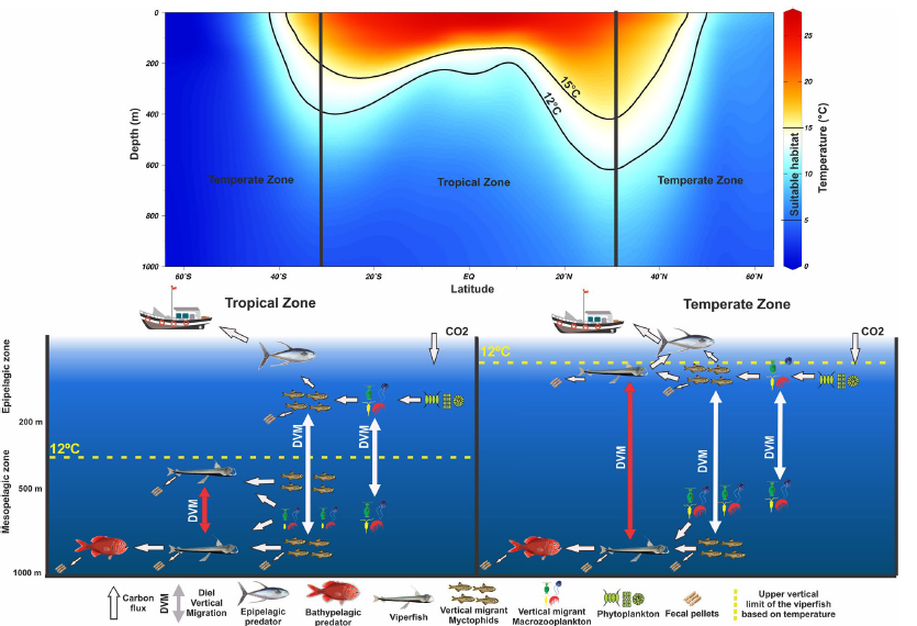 Trophic ecology, habitat, and migratory behaviour of the viperfish Chauliodus sloani reveal a key mesopelagic player