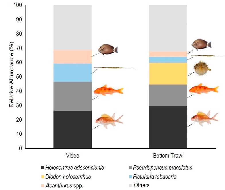 Bottom trawling on a carbonate shelf: Do we get what we see?