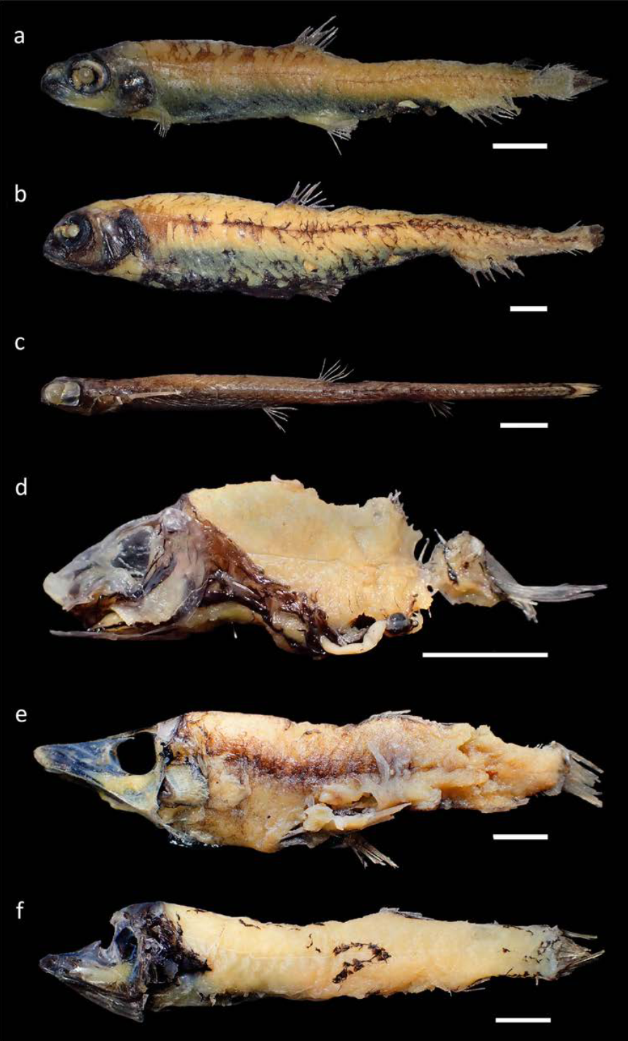Deep-sea smelts, pencil smelts, and barreleyes(Teleostei: Argentiniformes) from oceanic islandsand seamounts off northeastern Brazil