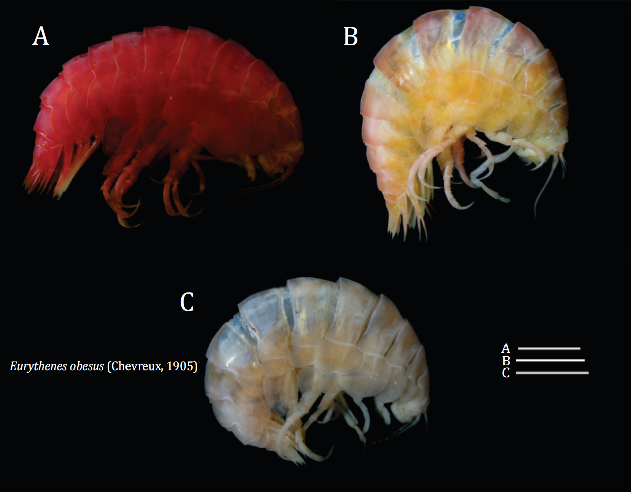 Further records of Eurythenes obesus (Chevreux, 1905) (Crustacea: Amphipoda: Eurytheneidae) from Brazilian deep waters