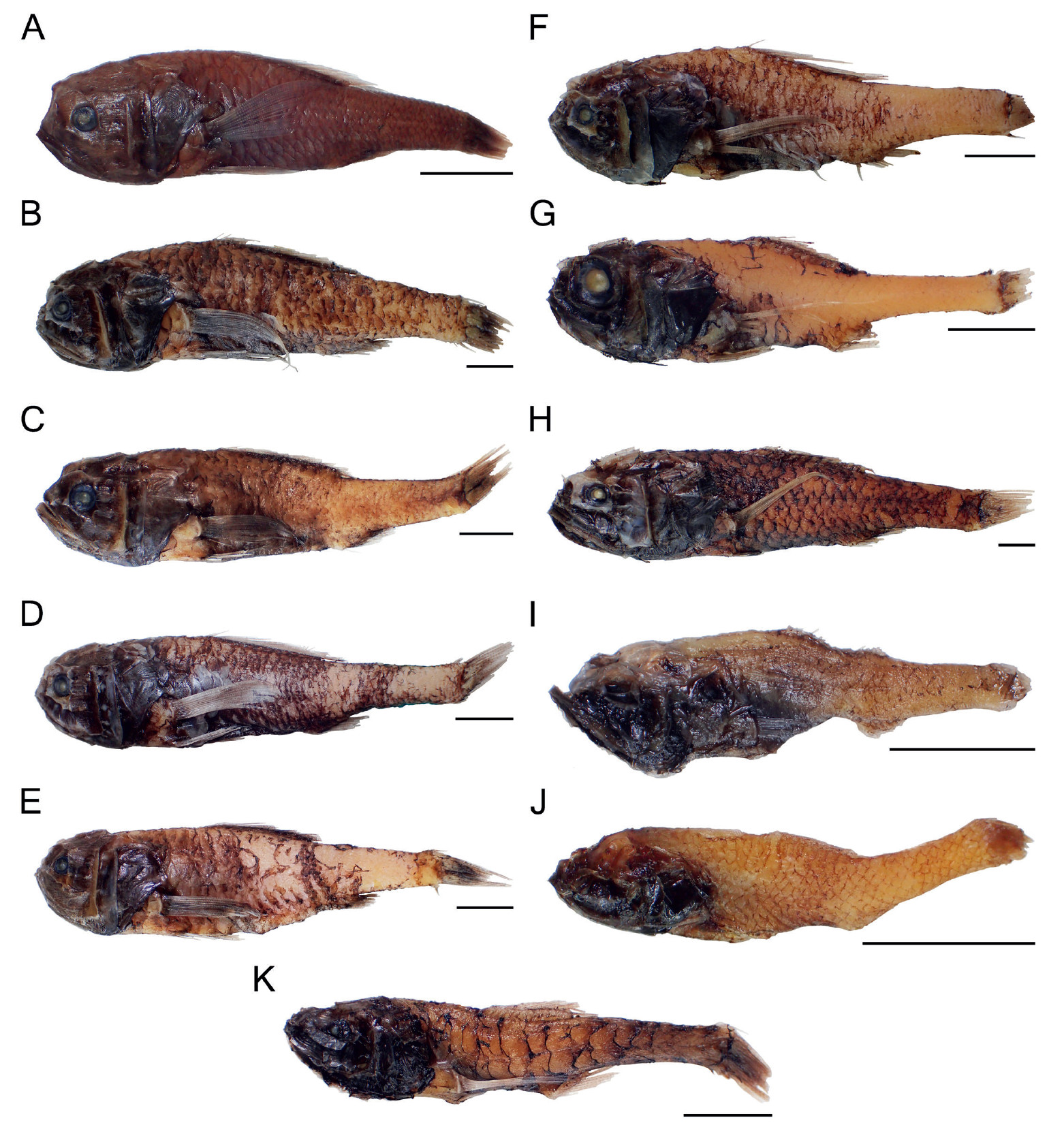 Taxonomy and distribution of deep-dea bigscales and whalefishes (Teleostei: Stephanoberycoidei) collected off Northeastern Brazil, including seamounts and oceanic islands of the region