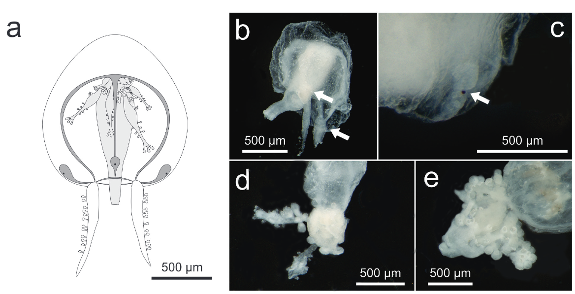 Teissiera polypofera: first record of the genus Teissiera (Hydrozoa: Anthoathecata) in the Atlantic Ocean