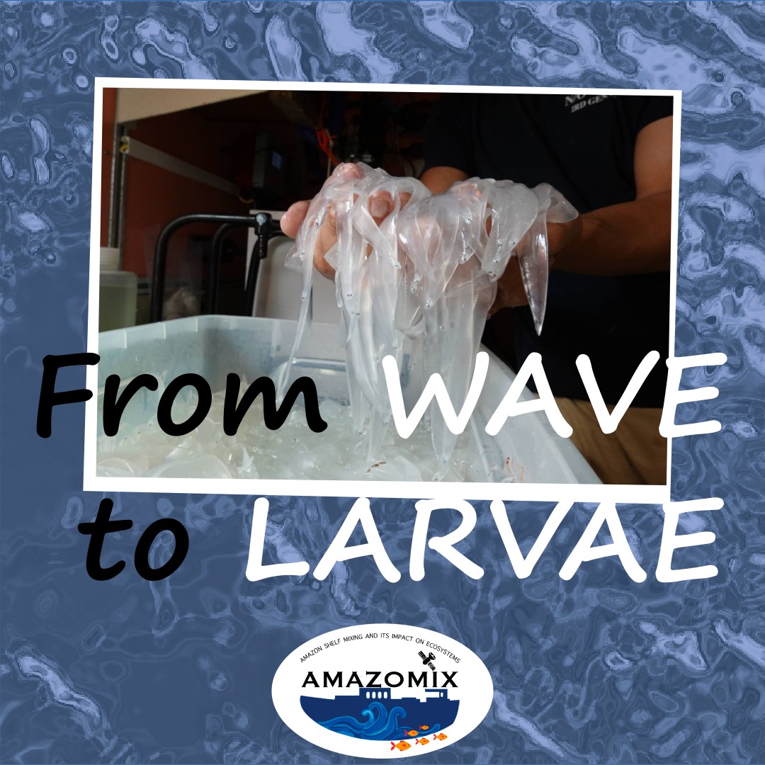 From wave to Larvae