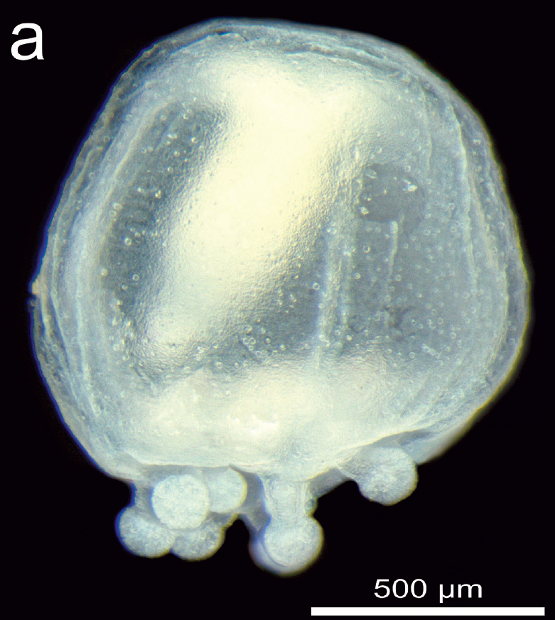 First record of Cnidocodon leopoldi Bouillon, 1978 (Cnidaria: Anthoathecata) in the Atlantic Ocean