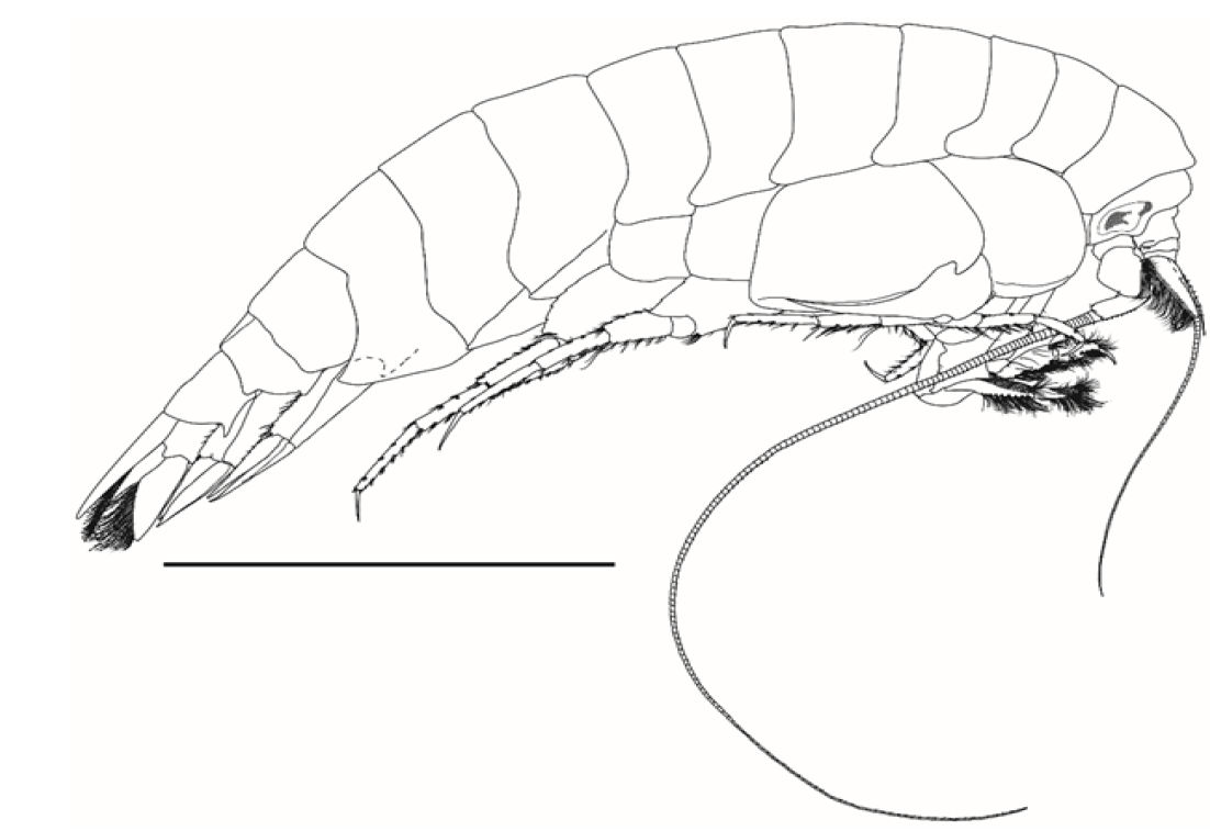 A new species of Cyphocaris Boeck, 1871 (Amphipoda: Lysianassoidea: Cyphocarididae) from off Rocas Atoll, northeastern Brazil