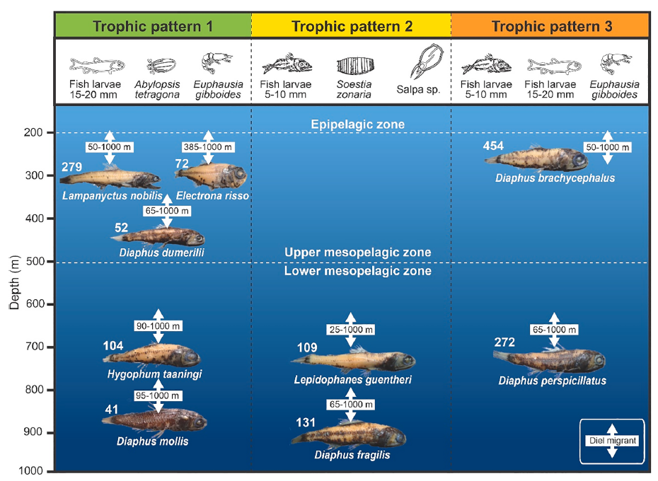 Distribution, vertical migration, and trophic ecology of lanternfishes (Myctophidae) in the Southwestern Tropical Atlantic