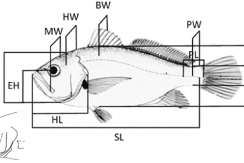 Trophic Ecology and Ecomorphology of the Shorthead Drum, Larimus breviceps (Acanthuriformes: Sciaenidae), from the Northeastern Brazil