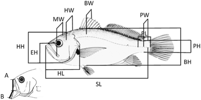 Trophic Ecology and Ecomorphology of the Shorthead Drum, Larimus breviceps (Acanthuriformes: Sciaenidae), from the Northeastern Brazil