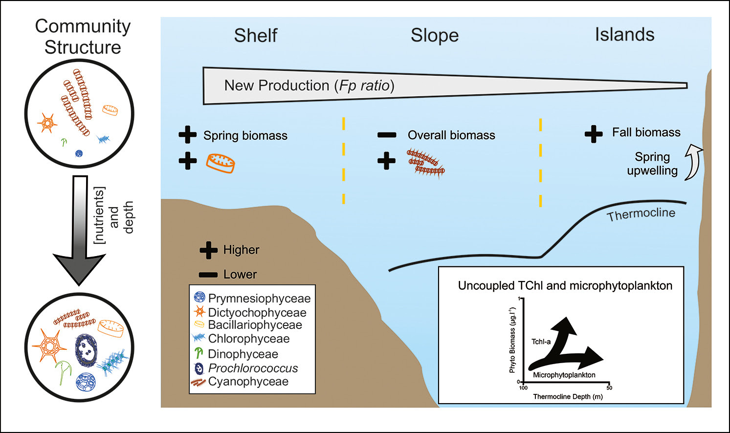 Uncoupled changes in phytoplankton biomass and size structure in the western tropical Atlantic