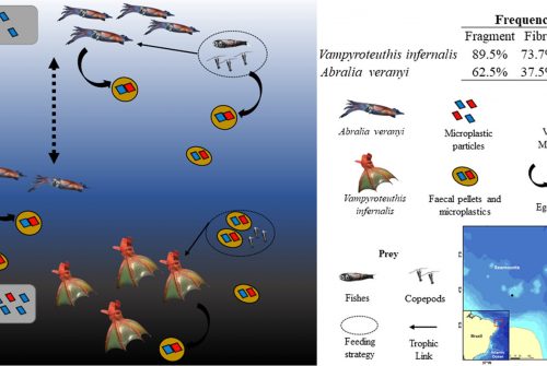 Plastic in the inferno: Microplastic contamination in deep-sea cephalopods (Vampyroteuthis infernalis and Abralia veranyi) from the southwestern Atlantic