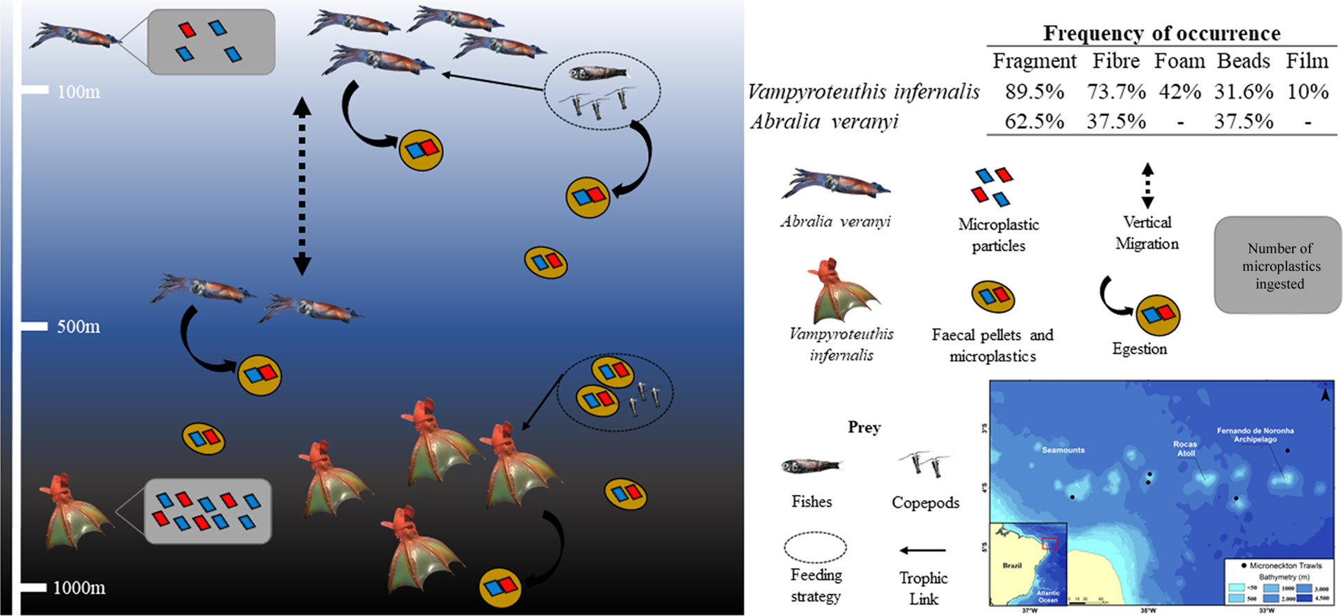 Plastic in the inferno: Microplastic contamination in deep-sea cephalopods (Vampyroteuthis infernalis and Abralia veranyi) from the southwestern Atlantic