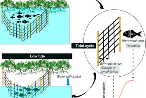 Selected by the tide: Studying the specificities of a traditional fishing method in mangroves