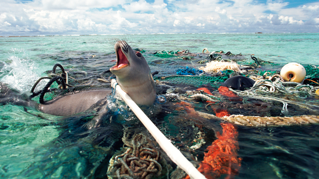 Plástico no Oceano: como eles vão parar lá e quais os impactos