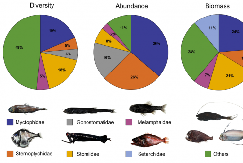 Rich and underreported: First integrated assessment of the diversity of mesopelagic fishes in the Southwestern Tropical Atlantic