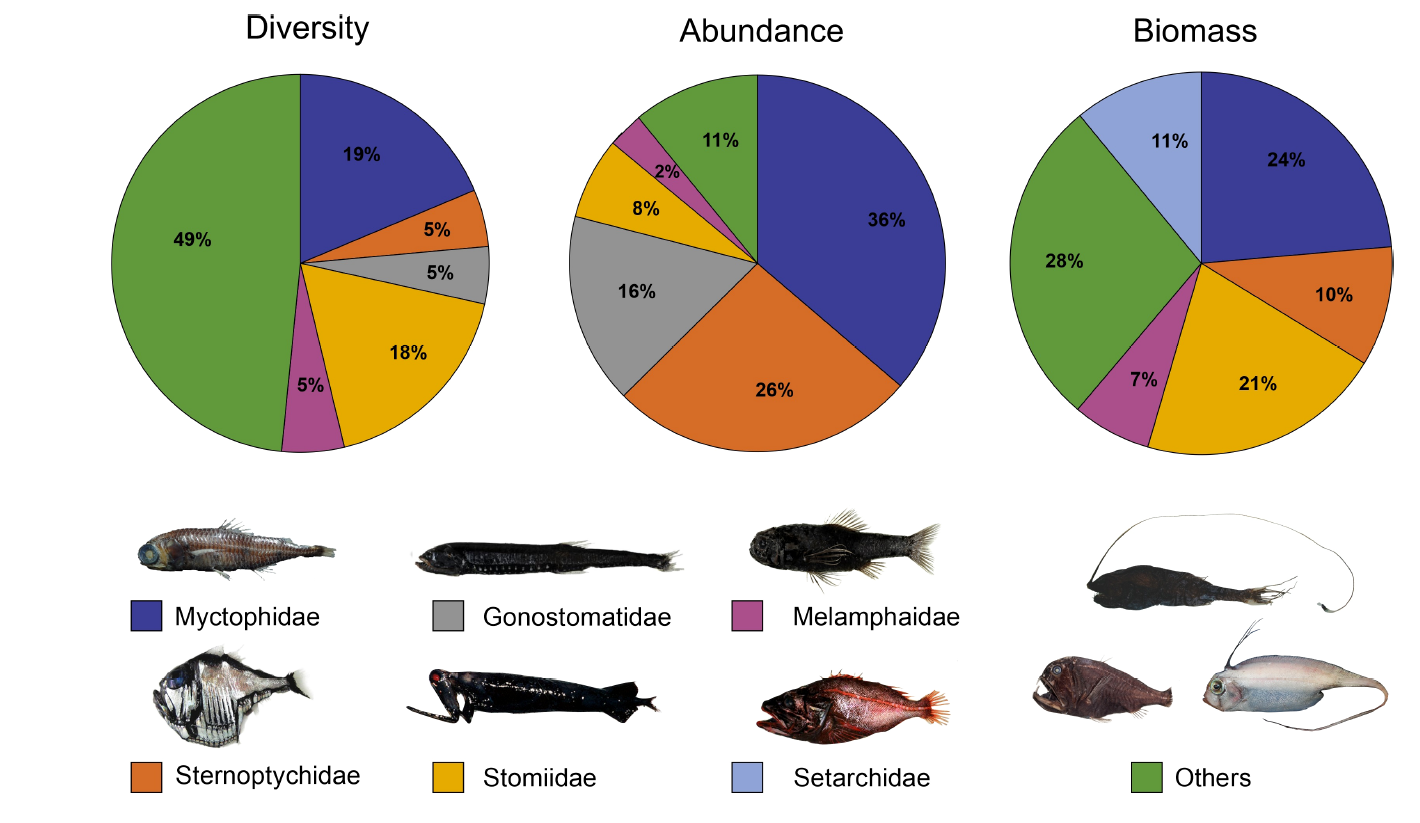 Rich and underreported: First integrated assessment of the diversity of mesopelagic fishes in the Southwestern Tropical Atlantic