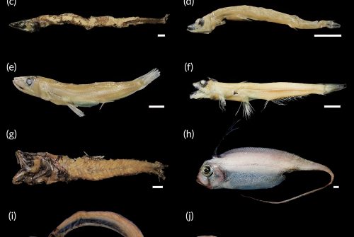 New records of rare deep-sea fishes (Teleostei) collected from off northeastern Brazil including seamounts and islands of the Fernando de Noronha Ridge