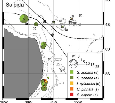 Thaliacean community responses to distinct thermohaline and circulation patterns in the Western Tropical South Atlantic Ocean