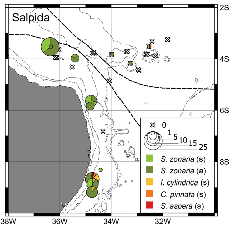 Thaliacean community responses to distinct thermohaline and circulation patterns in the Western Tropical South Atlantic Ocean