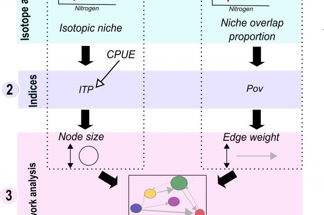 Competing with each other: fish isotopic niche in two resource availability contexts