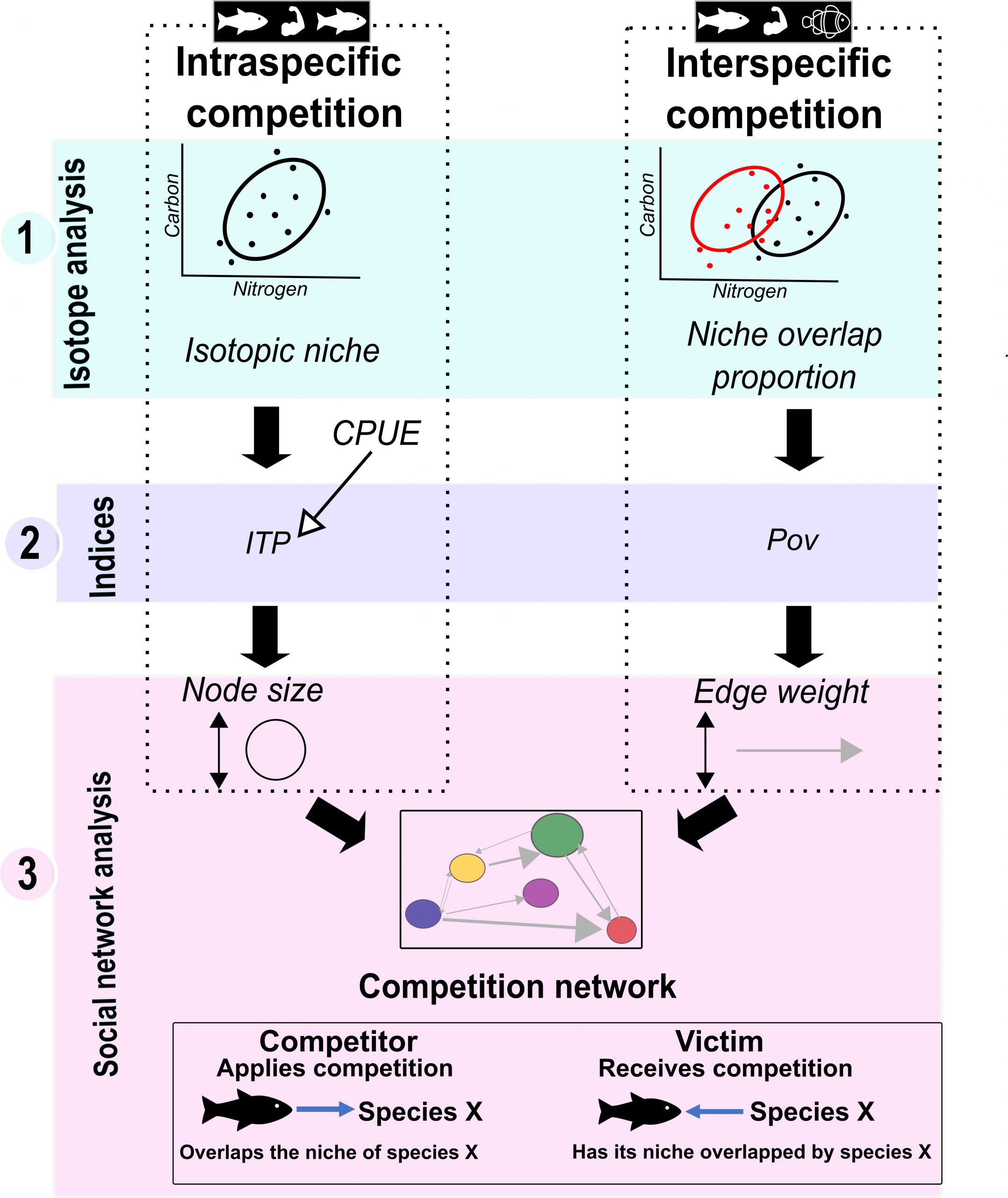 Competing with each other: fish isotopic niche in two resource availability contexts