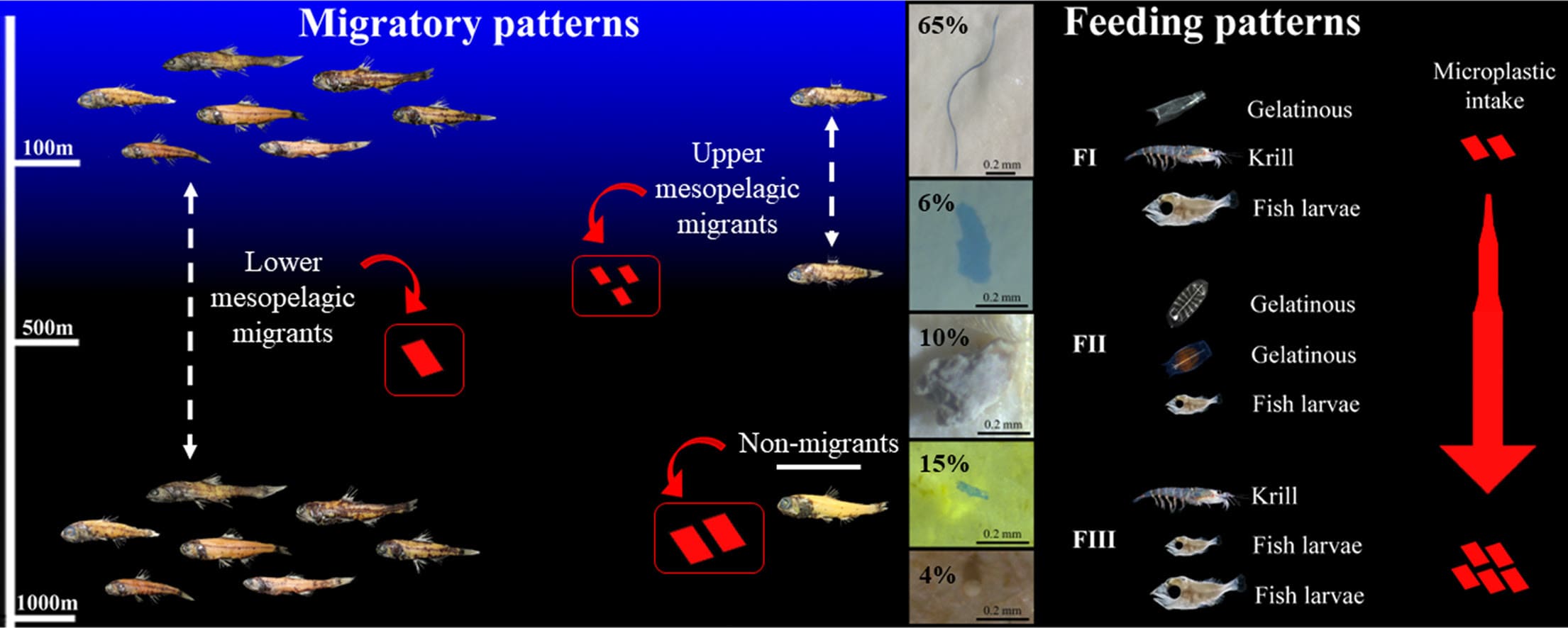 Influencing factors for microplastic intake in abundant deep-sea lanternfishes (Myctophidae)
