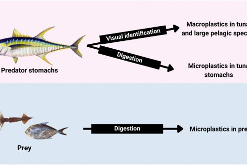 From prey to predators: Evidence of microplastic trophic transfer in tuna and large pelagic species in the southwestern Tropical Atlantic