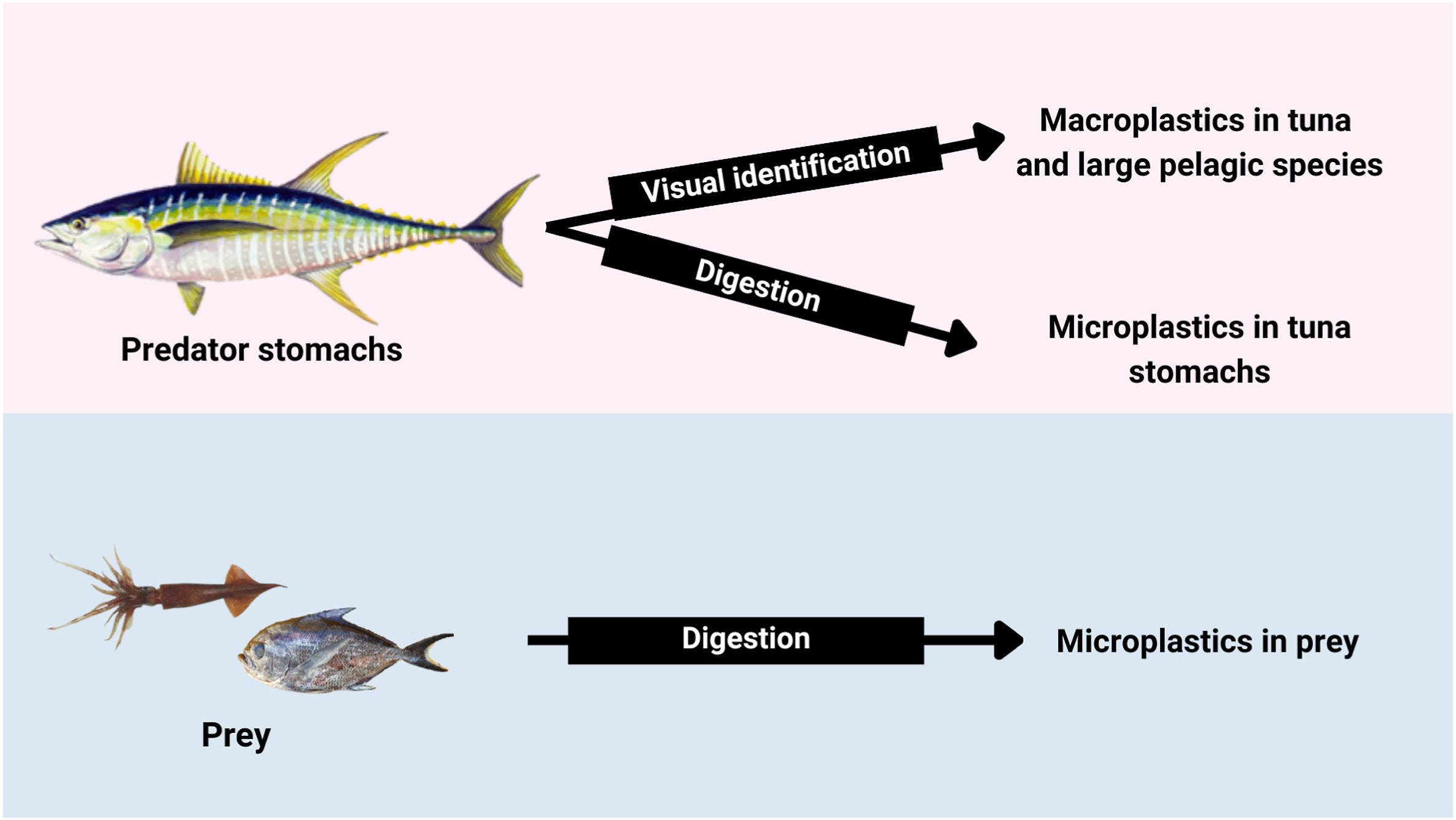 From prey to predators: Evidence of microplastic trophic transfer in tuna and large pelagic species in the southwestern Tropical Atlantic