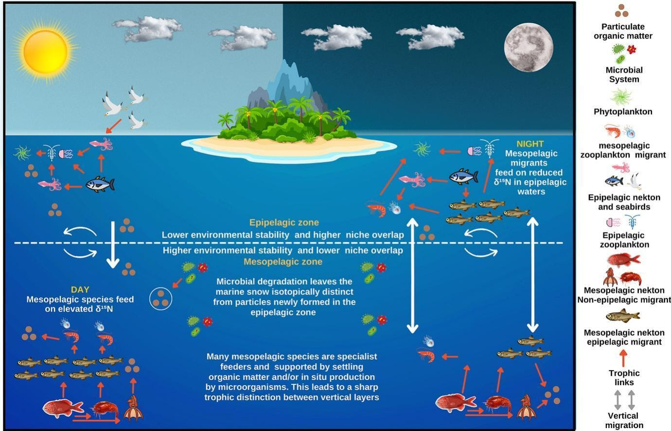 From the light blue sky to the dark deep sea: Trophic and resource partitioning between epipelagic and mesopelagic layers in a tropical oceanic ecosystem