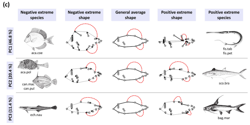 Community-scale relationships between body shapeand trophic ecology in