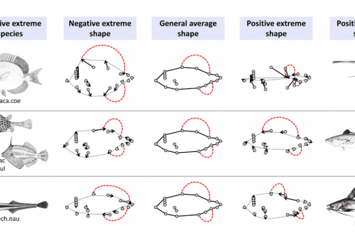 Community-scale relationships between body shapeand trophic ecology in tropical demersal marine fish of northeast Brazil