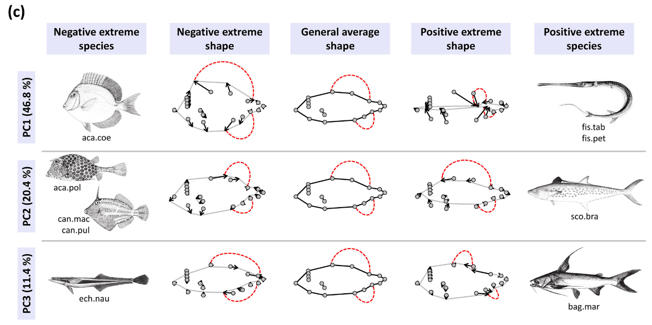 Community-scale relationships between body shapeand trophic ecology in tropical demersal marine fish of northeast Brazil