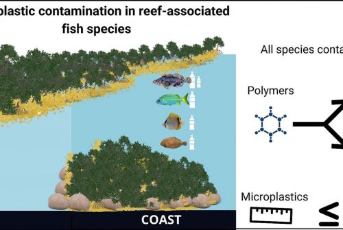 Exploring microplastic contamination in reef-associated fishes of the Tropical Atlantic