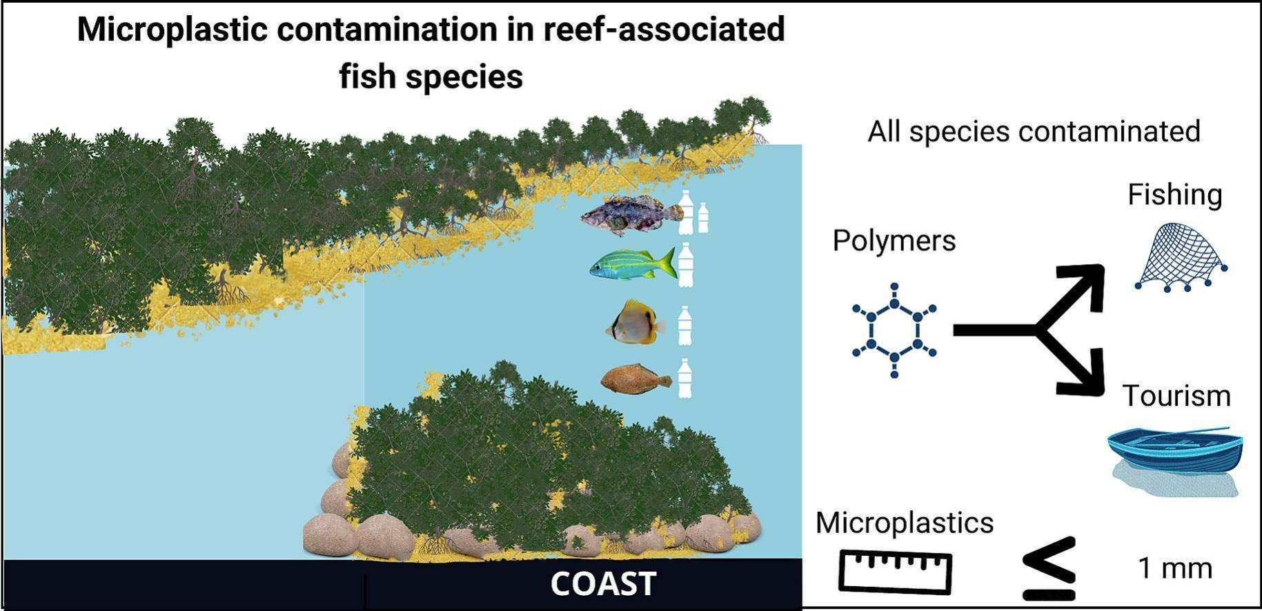 Exploring microplastic contamination in reef-associated fishes of the Tropical Atlantic