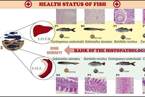 Revealing the environmental pollution of two estuaries through histopathological biomarkers in five fishes from different trophic guilds of northeastern Brazil