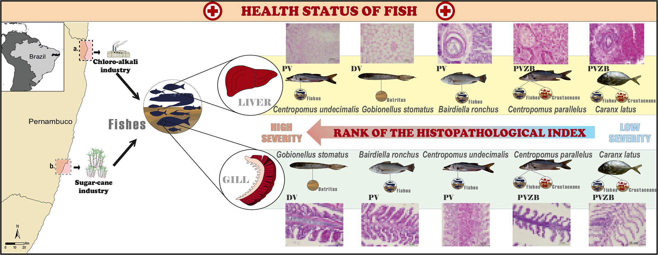 Revealing the environmental pollution of two estuaries through histopathological biomarkers in five fishes from different trophic guilds of northeastern Brazil