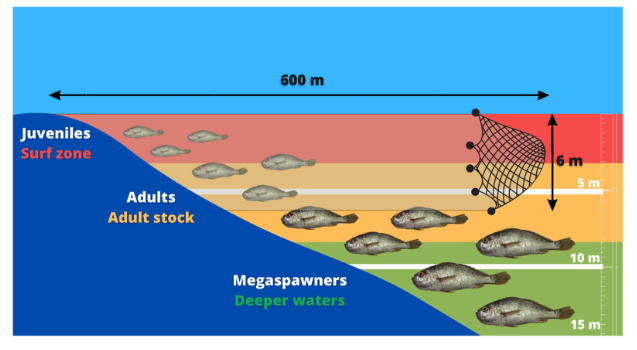 Stock assessment of Larimus breviceps, a bycatch species exploited by artisanal beach seining in Northeast Brazil