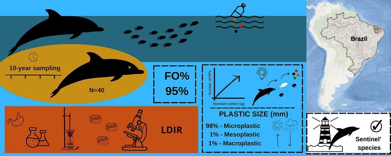 Exploring microplastic contamination in Guiana dolphins (Sotalia guianensis): Insights into plastic pollution in the southwestern tropical Atlantic
