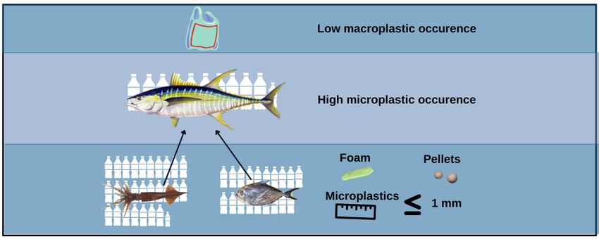 From prey to predators: Evidence of microplastic trophic transfer in tuna and large pelagic species in the southwestern Tropical Atlantic