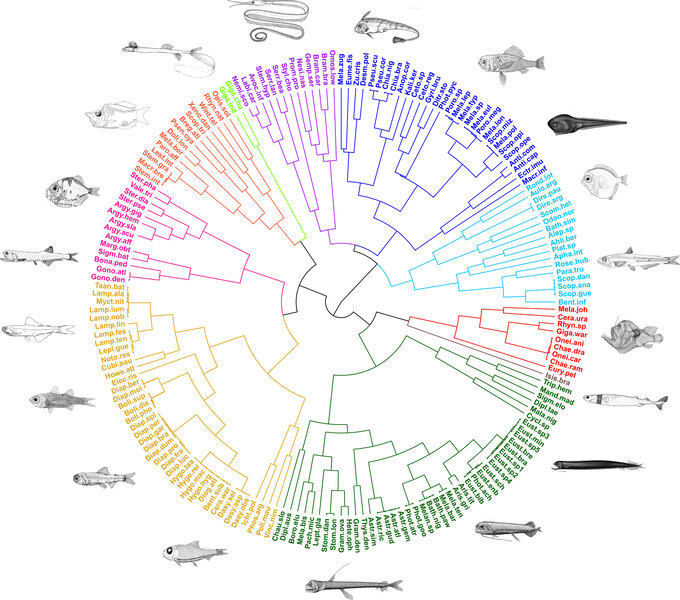 Living in darkness: functional diversity of mesopelagic fishes in the western tropical Atlantic