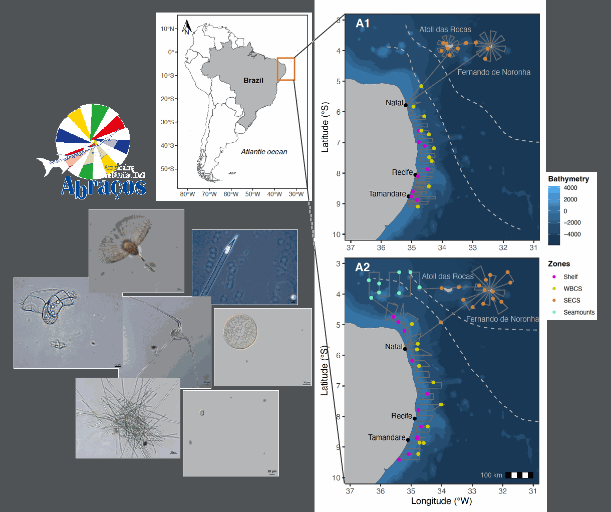 Nano- and Microphytoplankton diversity data collected during the ABRACOS 1 and 2 surveys performed along the Northeast Brazil continental shelf, slope and open ocean