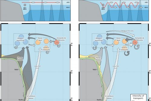 Diel vertical migration and seamount stepping stones promote species connectivity from coastal to offshore insular systems in the Tropical Southwestern Atlantic