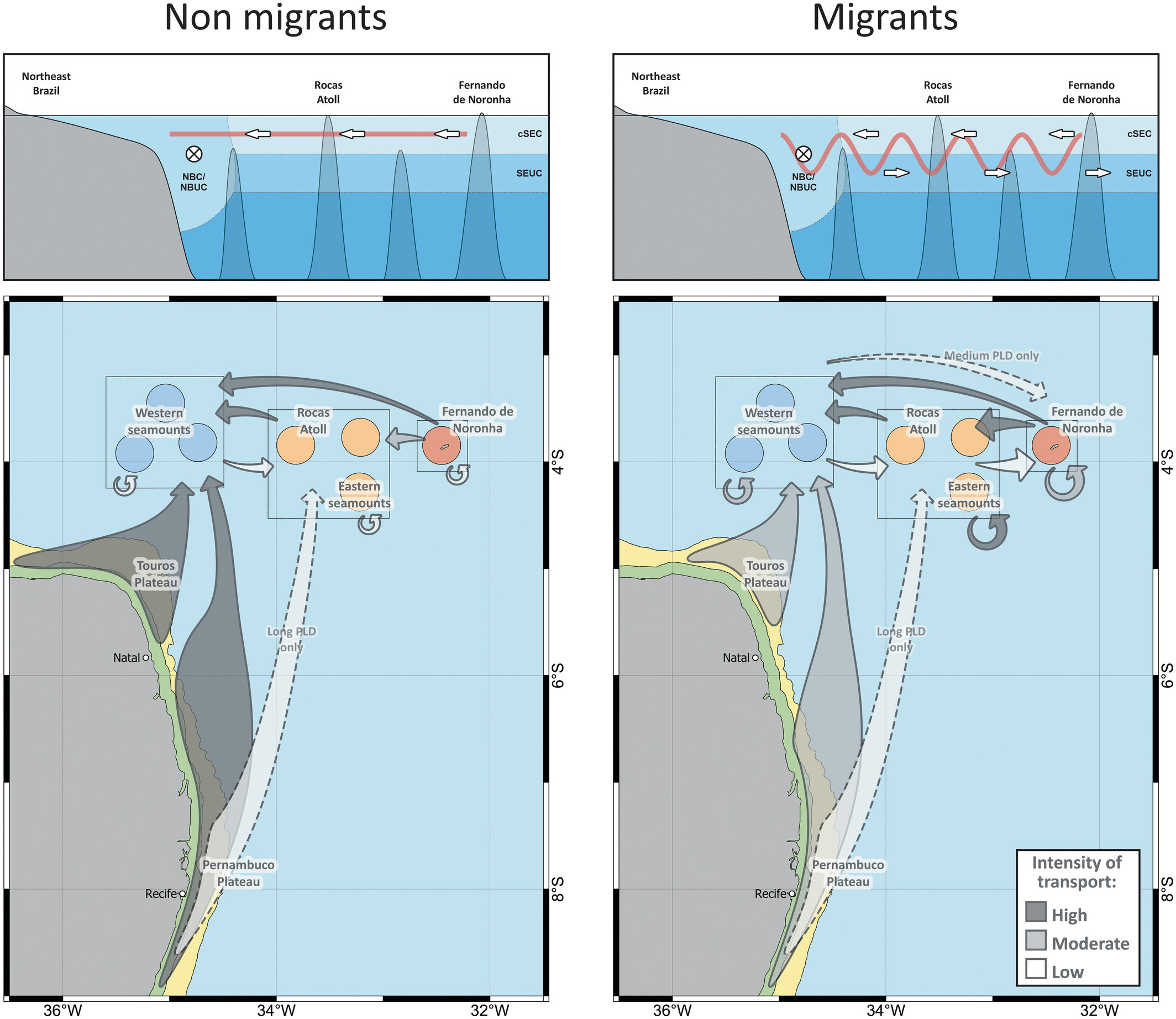 Diel vertical migration and seamount stepping stones promote species connectivity from coastal to offshore insular systems in the Tropical Southwestern Atlantic