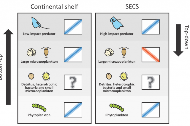 Potential bottom-up and top-down control of large microzooplankton in response to contrasting productive scenarios in the tropical southwestern Atlantic