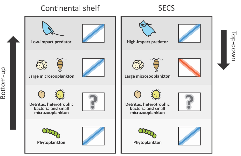 Potential bottom-up and top-down control of large microzooplankton in response to contrasting productive scenarios in the tropical southwestern Atlantic